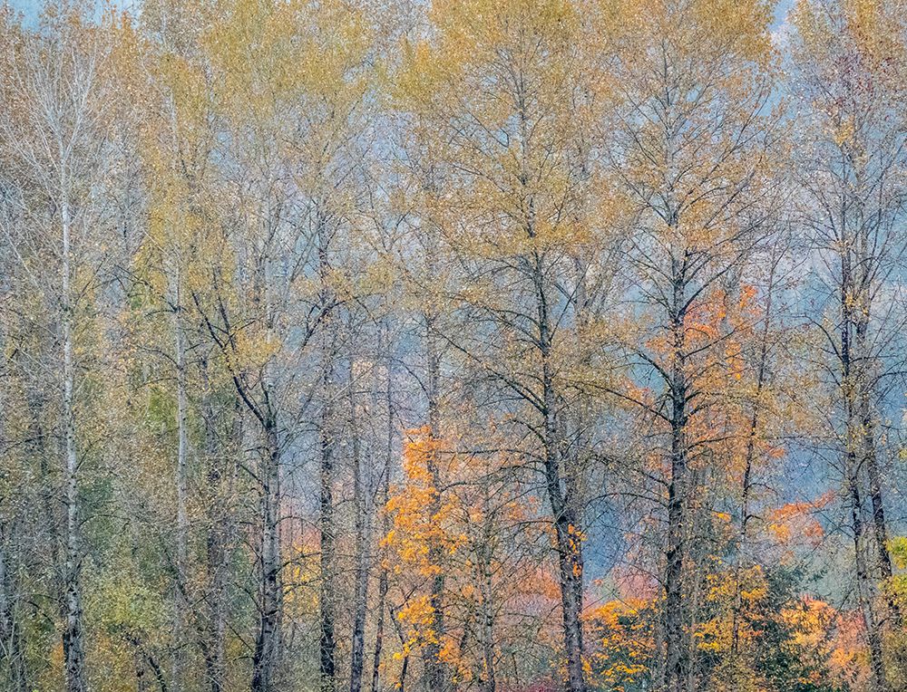 USA-Washington State-Preston-Cottonwoods trees in fall colors art print by Sylvia Gulin for $57.95 CAD